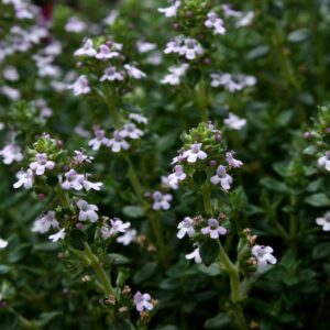 Tymian obyčajný (Thymus vulgaris)
