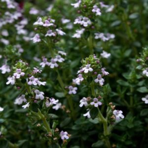 Tymián obyčajný (Thymus vulgaris)