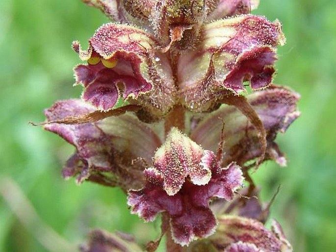 Záraza (Orobanche)