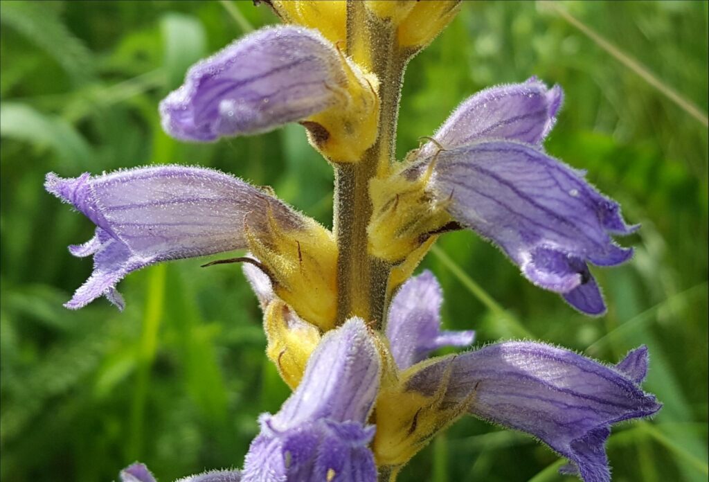 Záraza nachová (Orobanche purpurea)