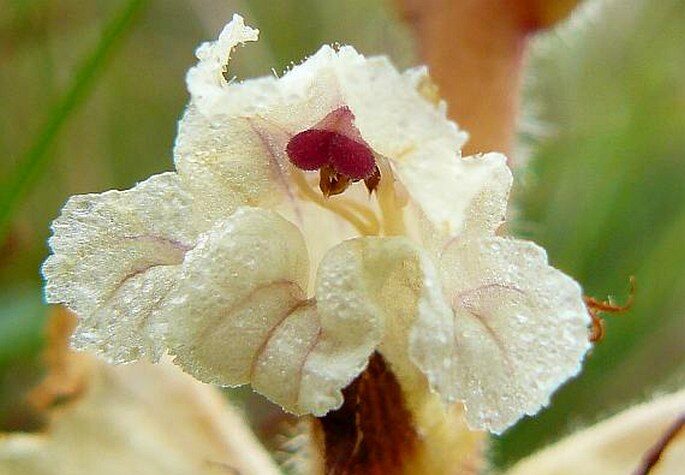 Záraza šupinatá (Orobanche caryophyllacea)
