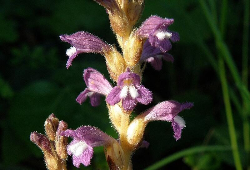 Záraza vetvená (Orobanche ramosa)