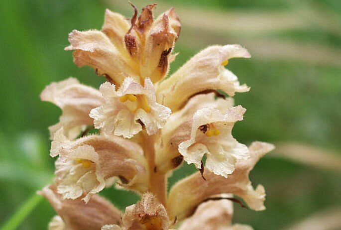 Záraza žltá (Orobanche lutea)
