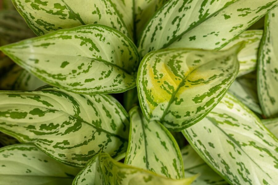 Aglaonema (Aglaonema)
