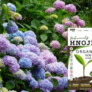 Hnojík – hnojivo na hortenzie.