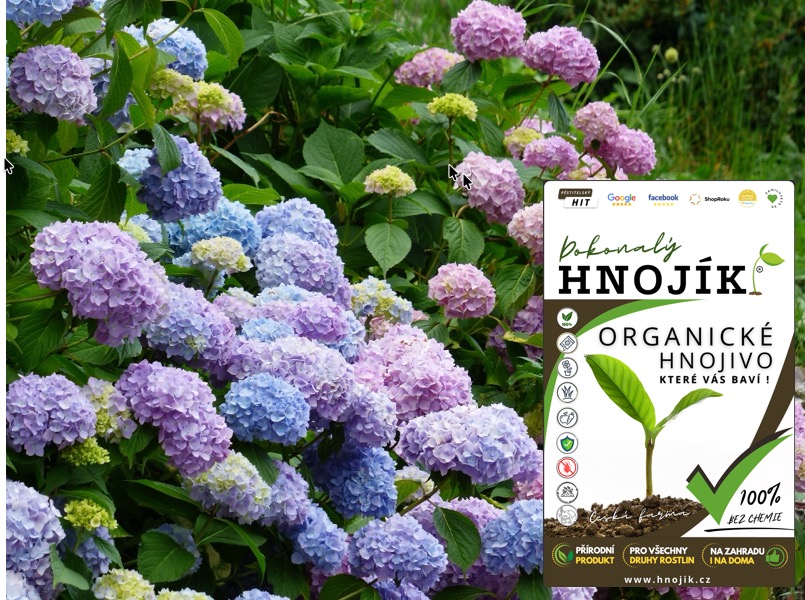 Hnojík – hnojivo na hortenzie.