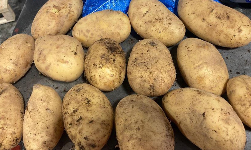 Zemiaky Agricola Gloria