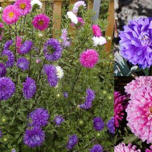 Astra čínska (Callistephus chinensis)