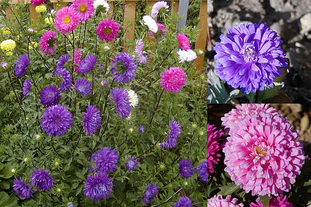 Astra čínska (Callistephus chinensis)