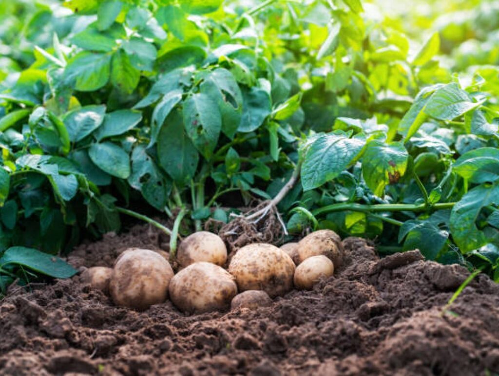 Zemiaky (Solanum tuberosum)