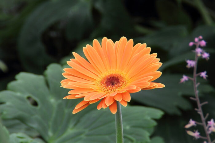 Gerbera jamesonii