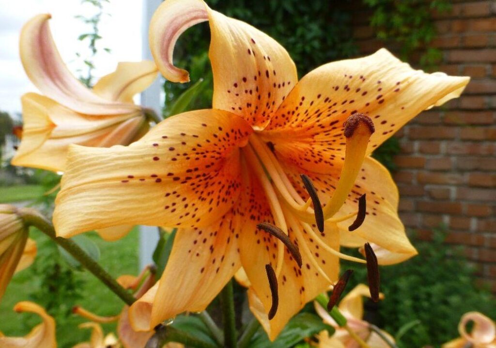 Hybridy lilií (‚Glockenspiel‘)