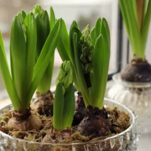Hyacinty s pučiacimi kvetnými pukmi v sklenenej miske na parapete