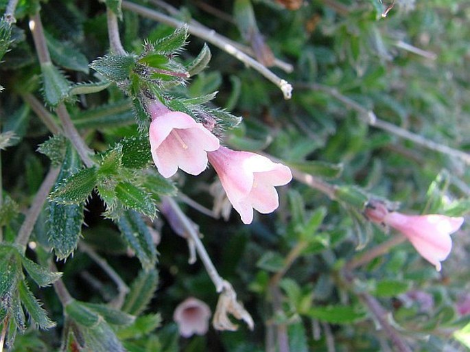 Kamejka štetinatá (Lithodora hispidula)