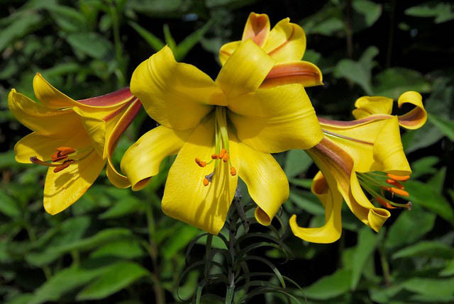 Lilium Golden Clarion-hybrid