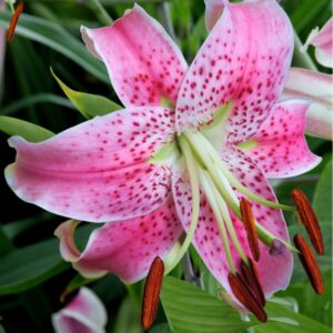 Lilium speciosum var. rubrum