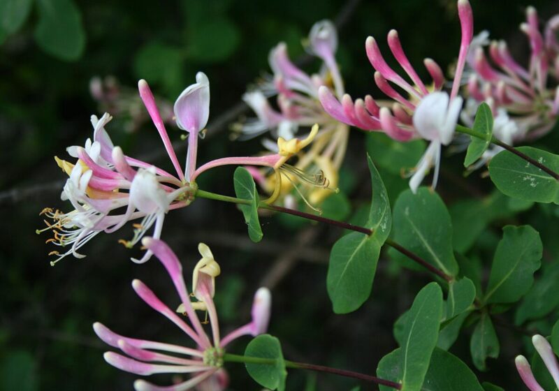 Lonicera × americana (L. caprifolium × L. etrusca)