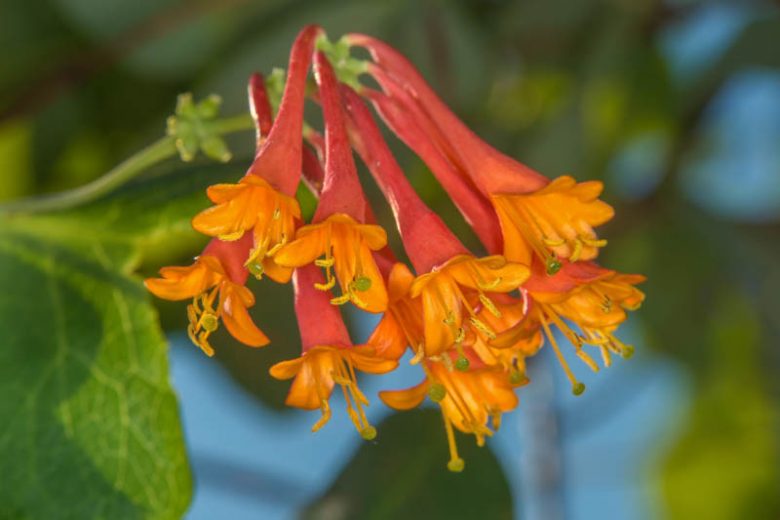 Lonicera × brownii (L. hirsuta × L. sempervirens)