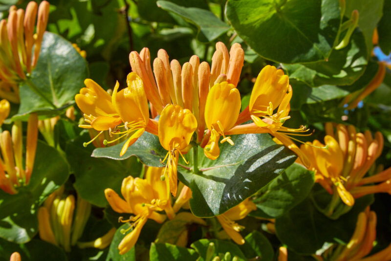 Lonicera x tellmanniana (L. sem- pervirens × L. tragophylla)