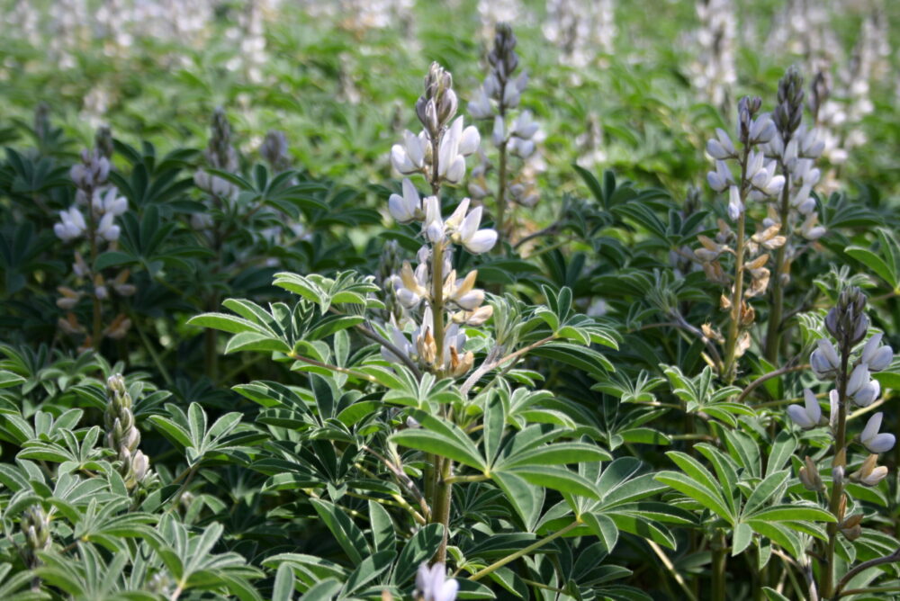 Lupina biela (Lupinus albus)
