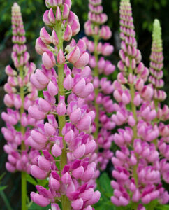 Ružové klasy kvetov lupiny (vlčí bôb, Lupinus) zblízka