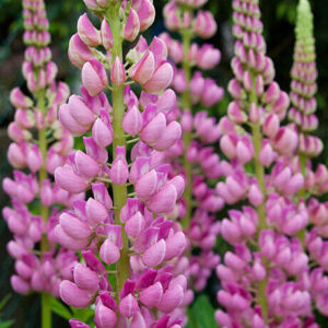 Lupina, vlčí bôb (Lupinus)