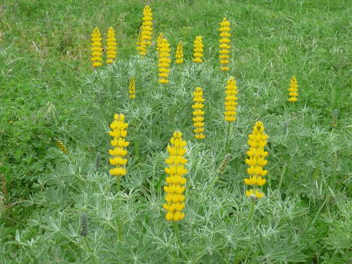 Lupina žltá (Lupinus luteus)