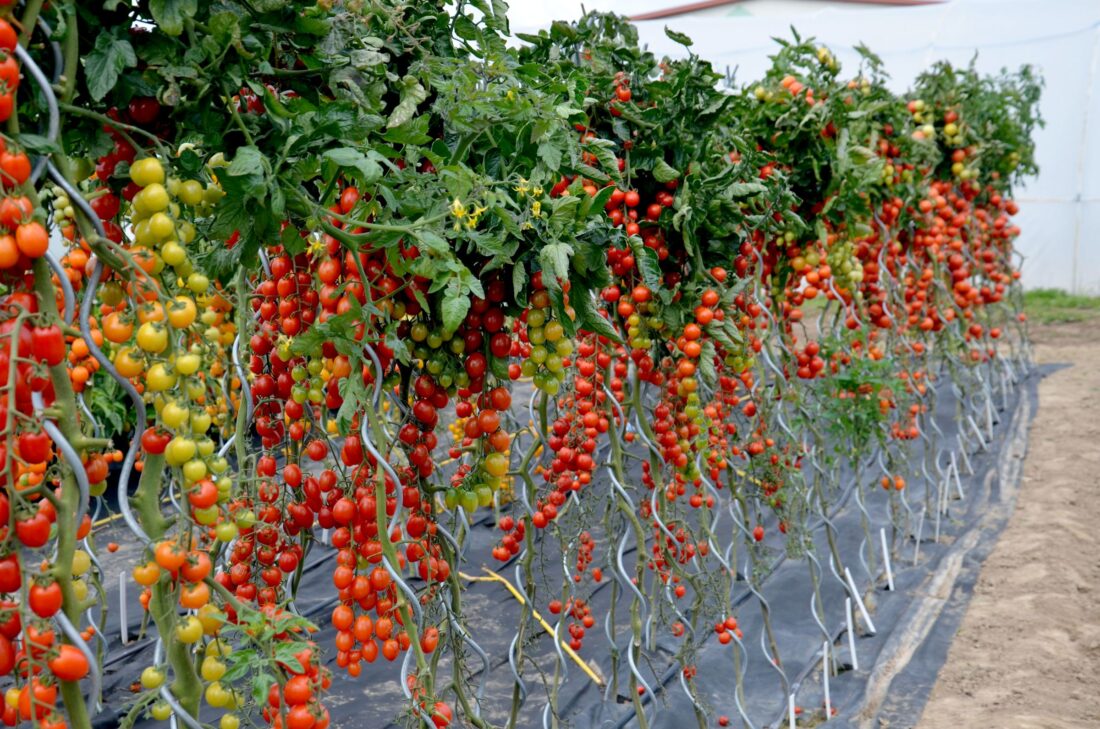 Pestovanie paradajok