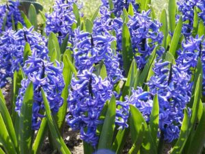 Hyacint (Hyacinthus orientalis)