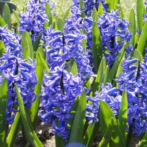Hyacint (Hyacinthus orientalis)