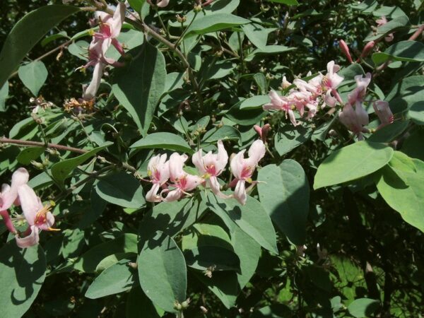 Zemolez Korolkovov (Lonicera korolkowii)