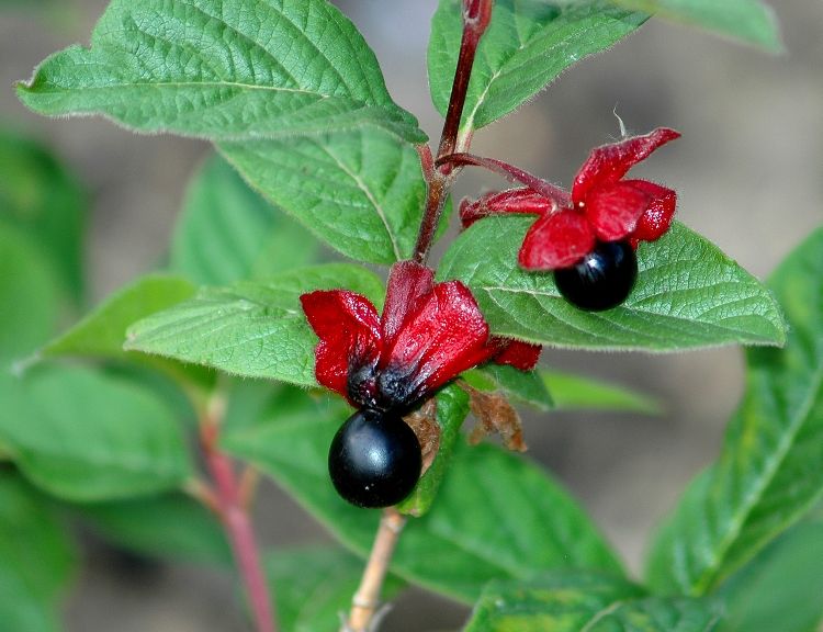 Zemolez Ledebourův (Lonicera ledebourii)
