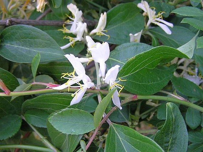 Zemolez Maackův (Lonicera maackii)