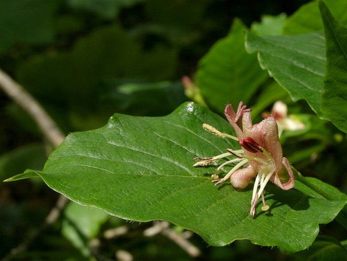 Zemolez alpský (Lonicera alpigena)