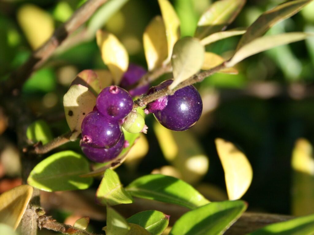 Zemolez fialový (Lonicera pileata)