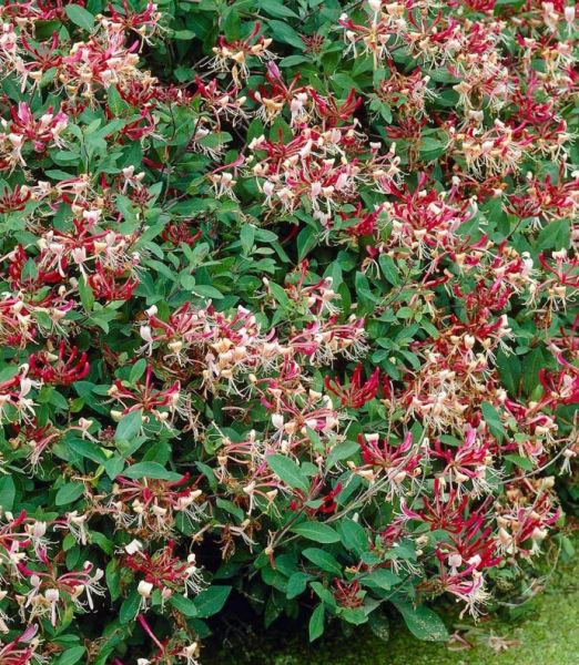 Zemolez japonský (Lonicera japonica)