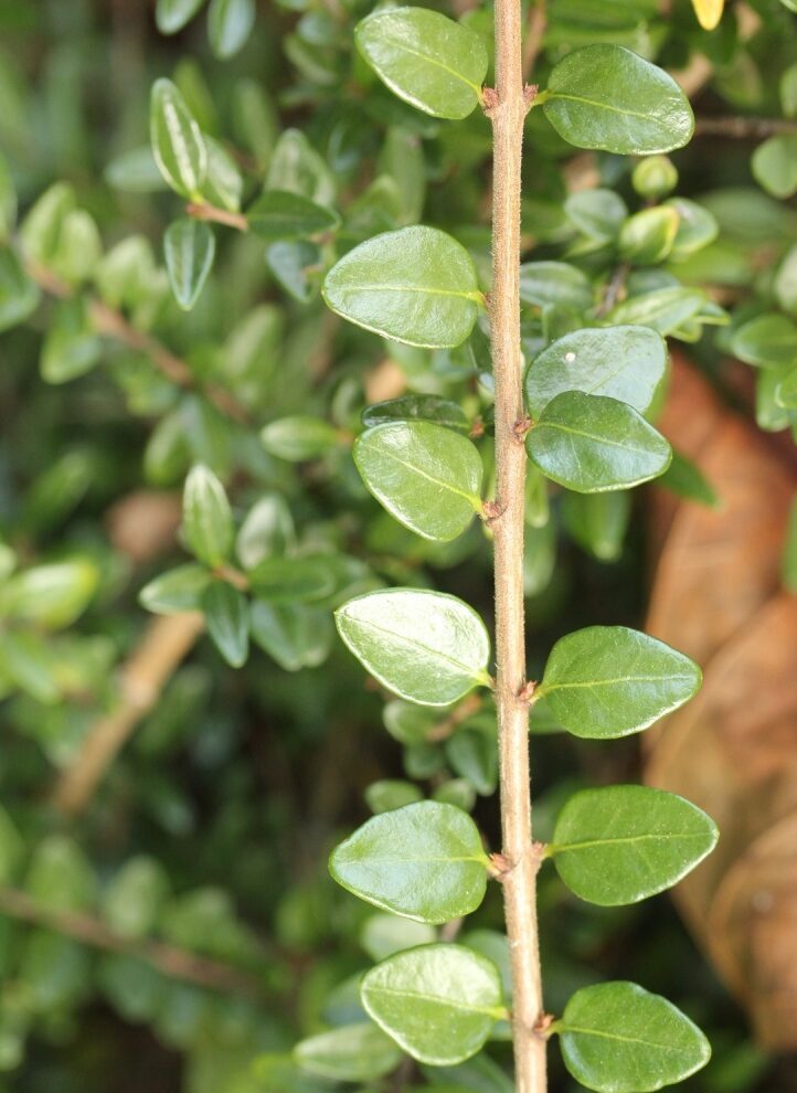 Zemolez lesklý (Lonicera nitida)