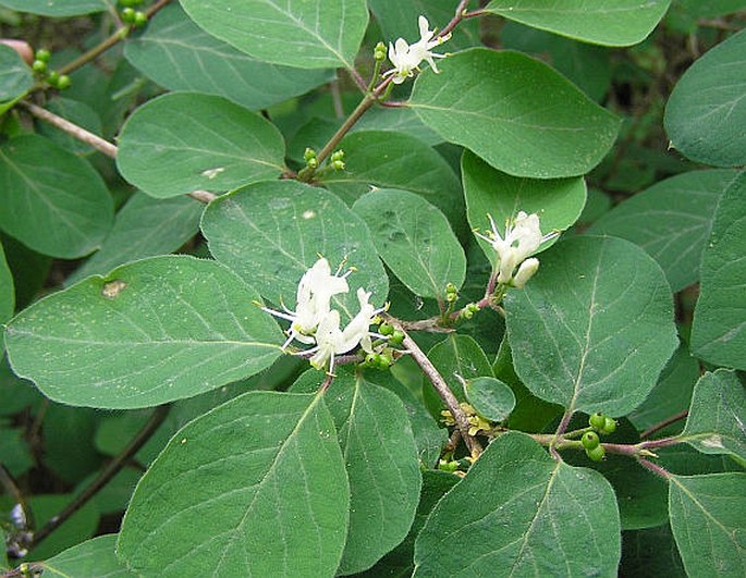 Zemolez obyčajný (Lonicera caprifolium)