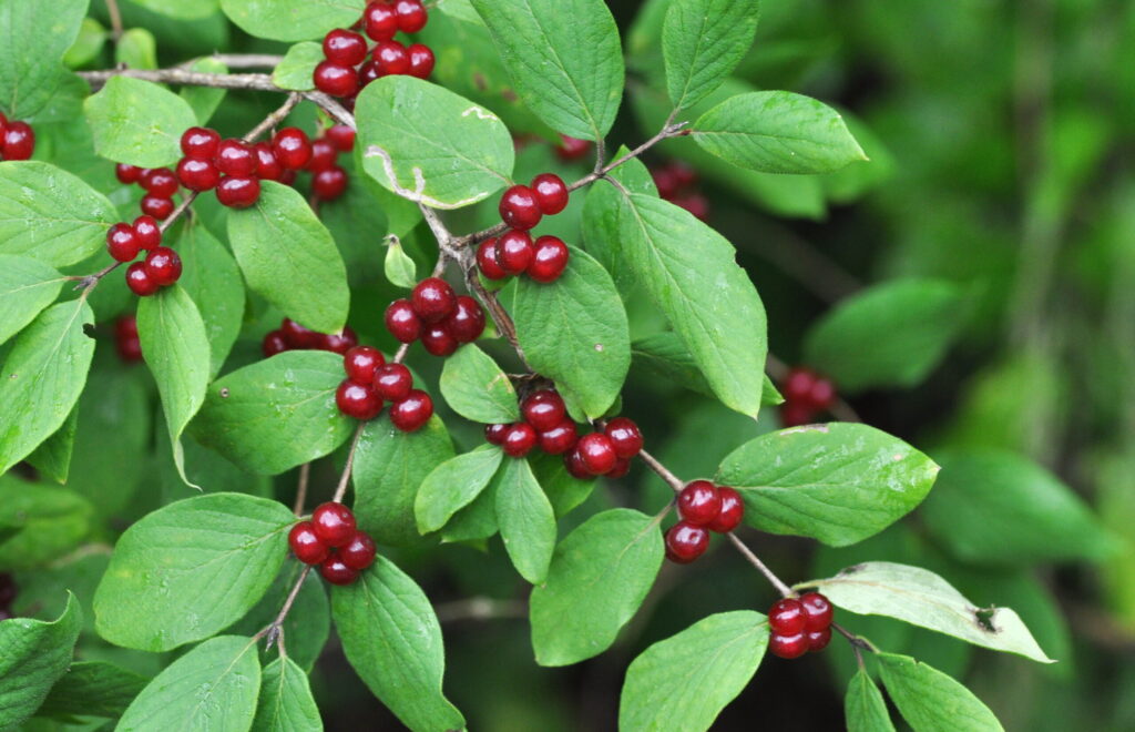 Zemolez obecný (Lonicera xylosteum)