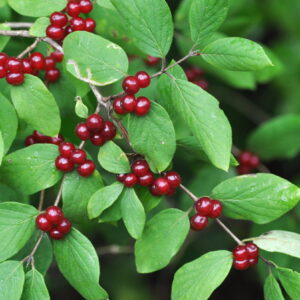 Zemolez obecný (Lonicera xylosteum)