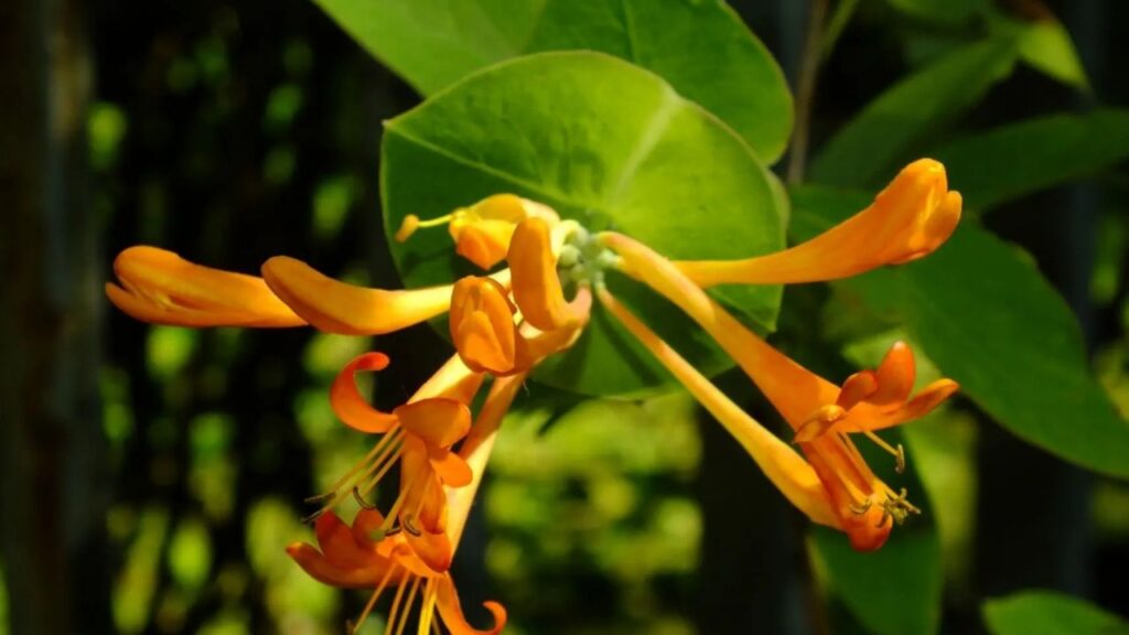 Zemolez popínavý (Lonicera periclymenum)