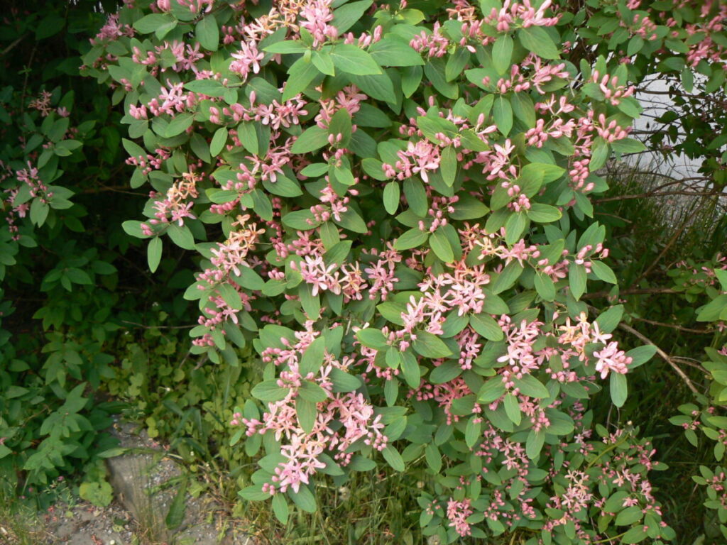 Zemolez tatarský (Lonicera tatarica)