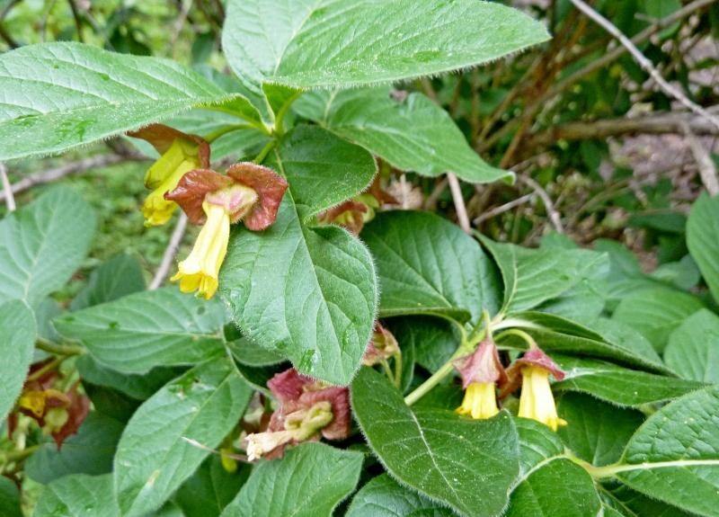Zemolez zákrovnatý (Lonicera involucrata)
