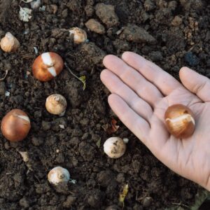 Domáce hnojivo na cibuľu