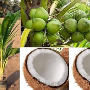 Kokosová palma (Cocos nucifera)