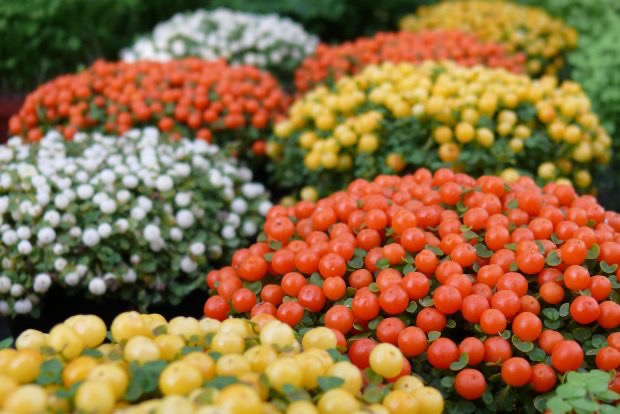 Nertera granadská (Nertera granadensis), „korálkový mach“