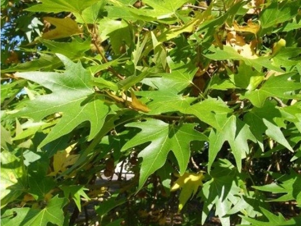 Platan východný (Platanus orientalis)