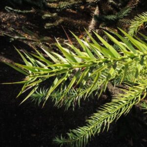 Araukária (Araucaria araucana)