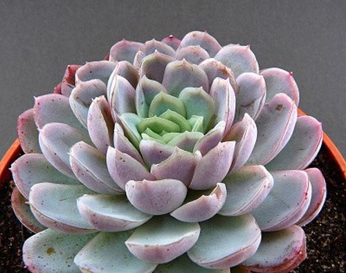 Echeveria