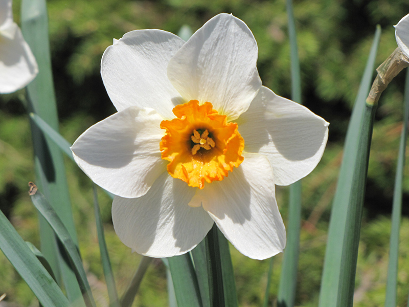 ‘Flower Record’, bohato kvitnúci narcis do misiek.